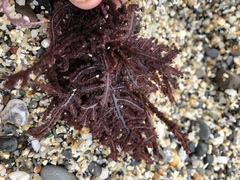 Neoptilota densa