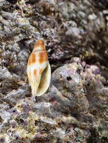 Mitra eremitarum observed 2025-12-04