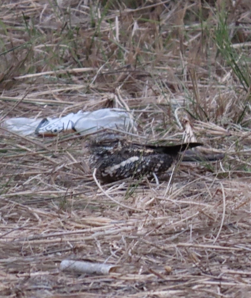 Square-tailed Nightjar (Caprimulgus fossii), photo 1