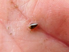 Archierato columbella