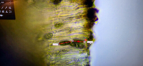 Baculifera curtisii, 2025-12-06