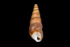 Cerithiopsidae