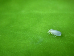 Bemisia argentifolii