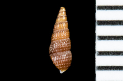 Cerithiopsidae