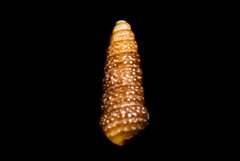 Cerithiopsidae