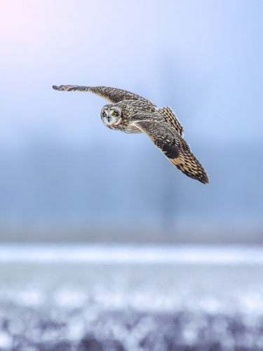 Short-eared Owl photographed in Indiana