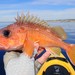 Freckled Rockfish - Photo (c) Ben Cantrell, some rights reserved (CC BY-NC), uploaded by Ben Cantrell