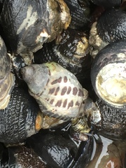 Acanthinucella punctulata