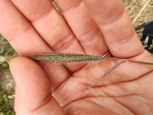 Dichanthium sericeum iNat (3)