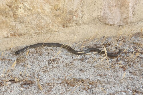 Tiger Snake sighting