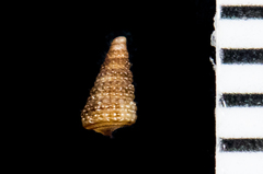 Odostomia