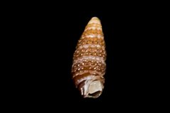 Cerithiopsis