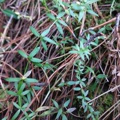 Galium aschenbornii