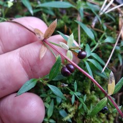Galium aschenbornii