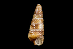 Cerithiopsis