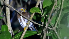 Glaucidium sanchezi