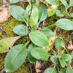 Packera toluccana
