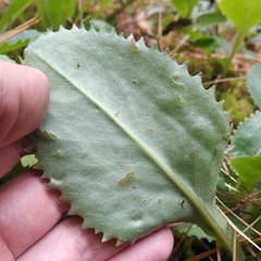 Packera toluccana