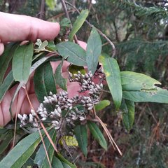 Buddleja parviflora