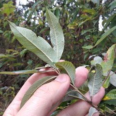 Buddleja parviflora