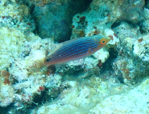 Cirrhilabrus scottorum observed 2025-11-30