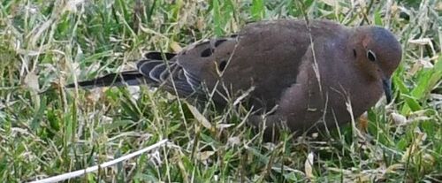 Mourning Dove