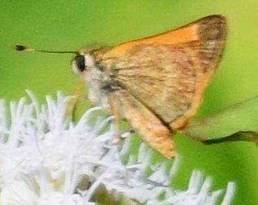 Baracoa Skipper
