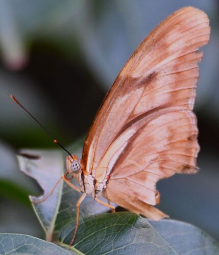 Julia Heliconian