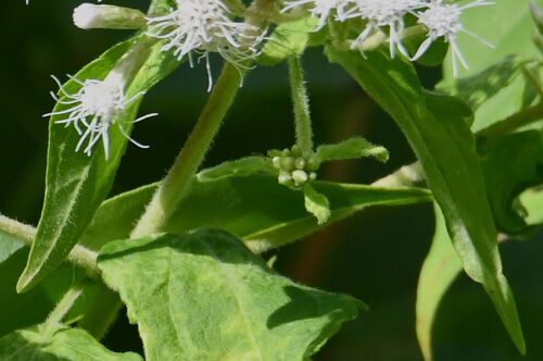 Siam weed