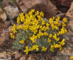 Draba subumbellata
