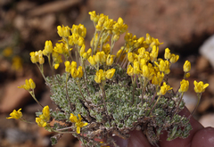 Draba subumbellata
