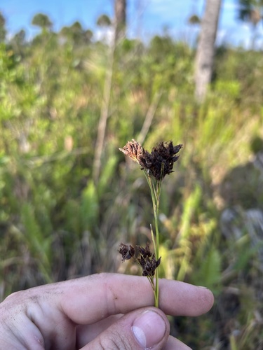 Fragrant Beaksedge (Rhynchospora odorata)