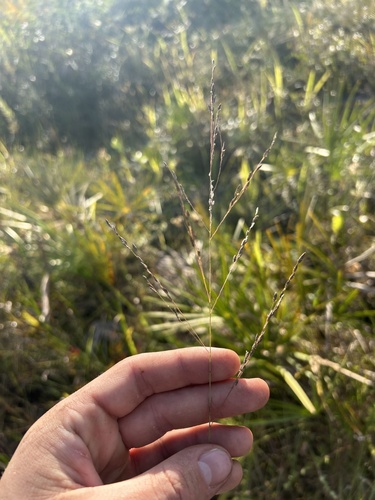 Thalia Lovegrass (Eragrostis atrovirens)