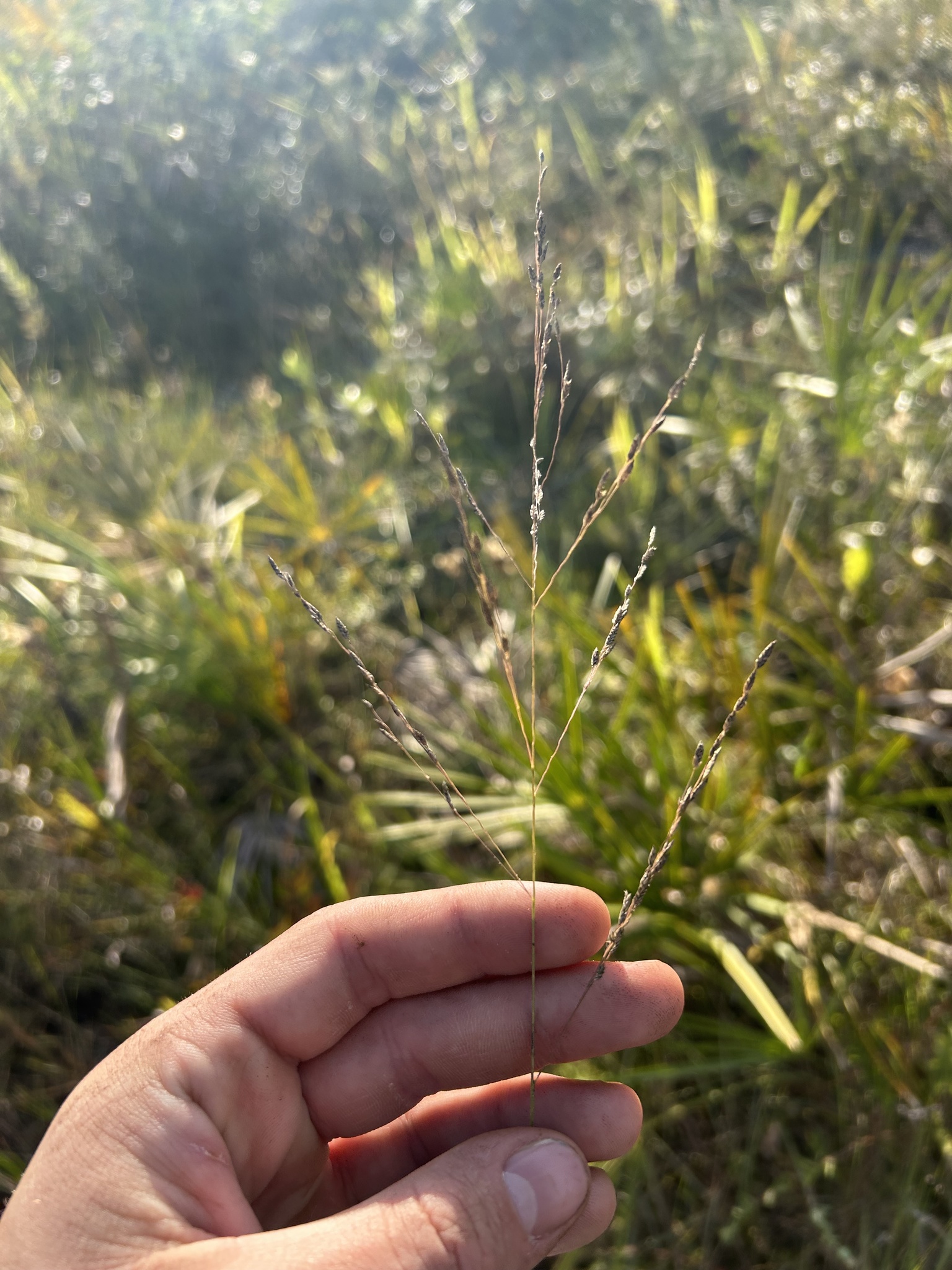 Thalia Lovegrass (Eragrostis atrovirens)