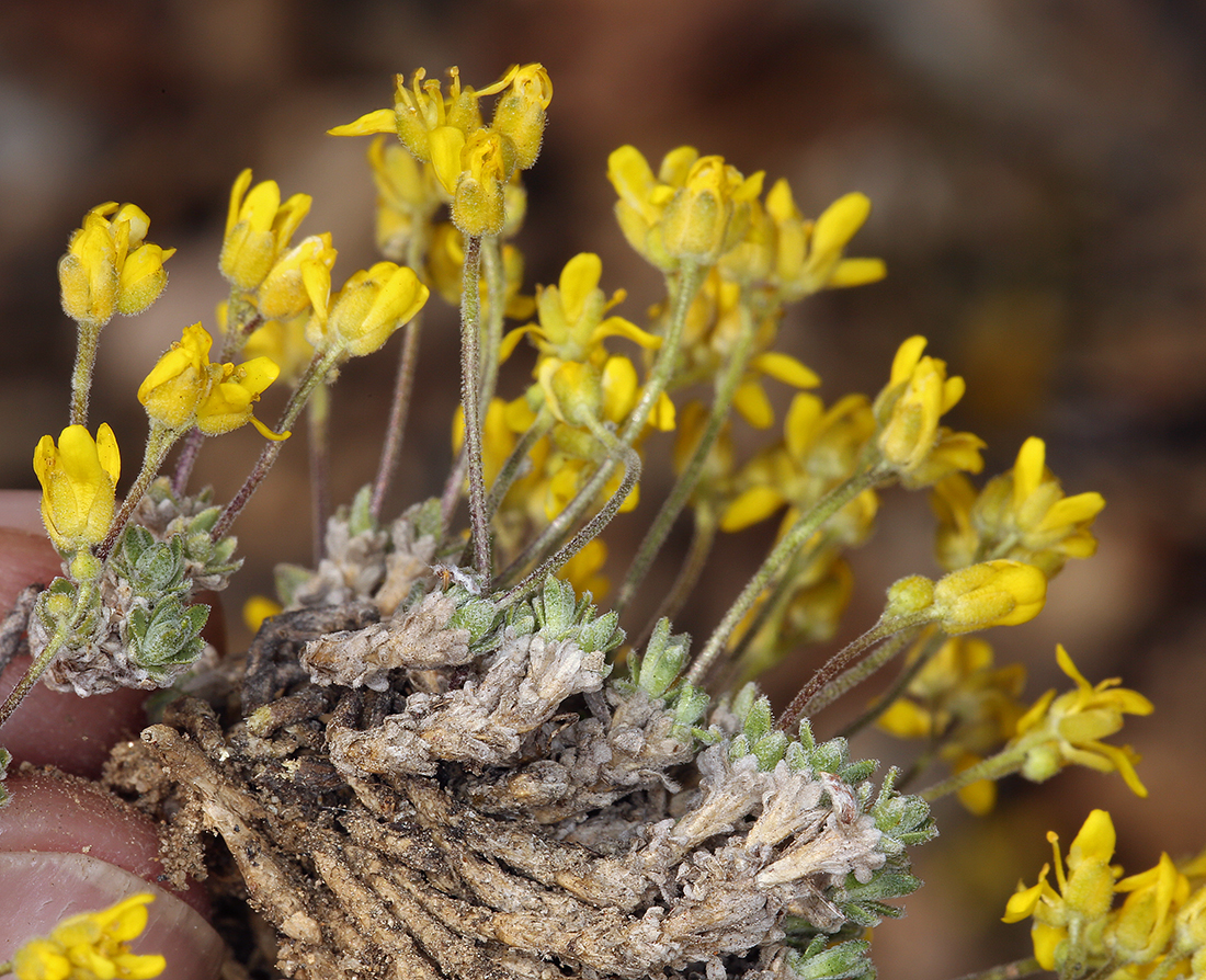 Draba subumbellata