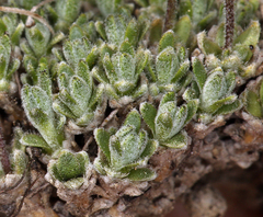 Draba subumbellata