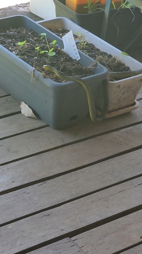 Common Tree Snake sighting