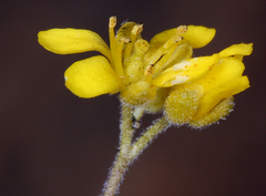 Draba subumbellata