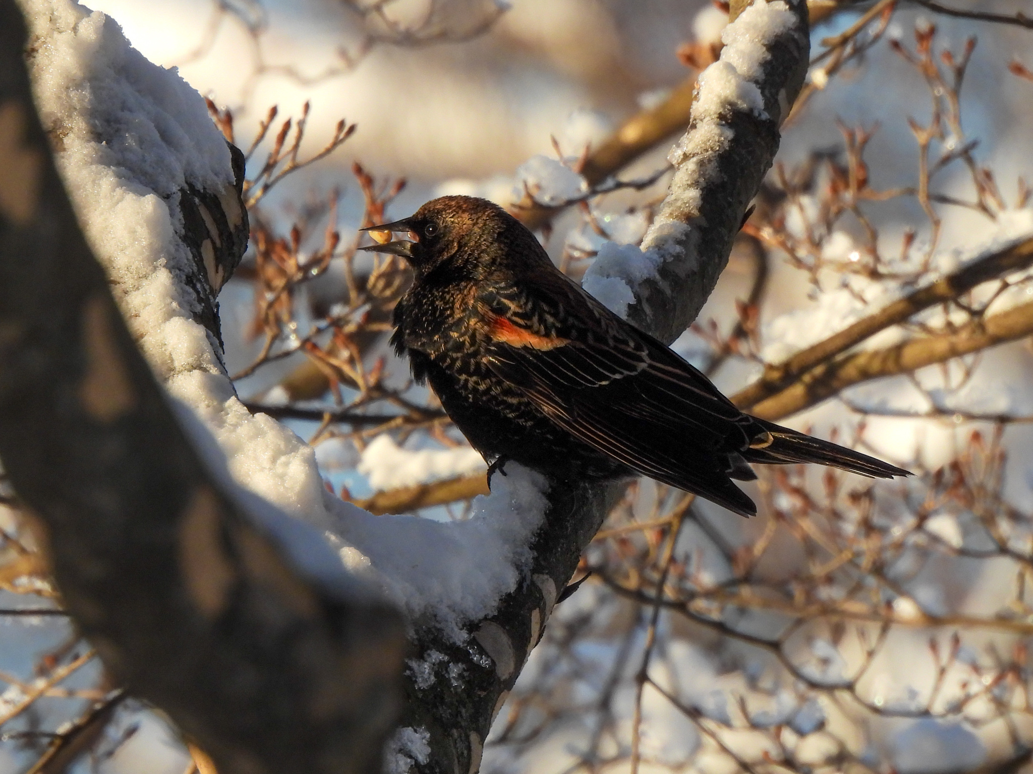 Agelaius phoeniceus (Linnaeus, 1766)