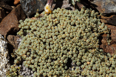 Draba subumbellata