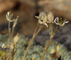 Draba subumbellata