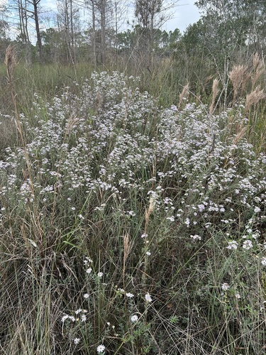 Florida Water Aster (Symphyotrichum fontinale)