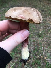 Xerocomellus mendocinensis
