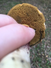 Xerocomellus mendocinensis