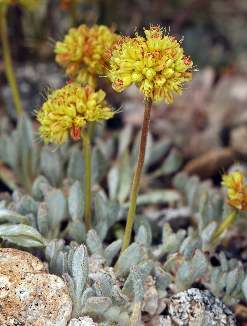 Eriogonum rosense var. rosense
