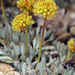 Mount Rose Wild Buckwheat - Photo (c) Steve Matson, some rights reserved (CC BY), uploaded by Steve Matson