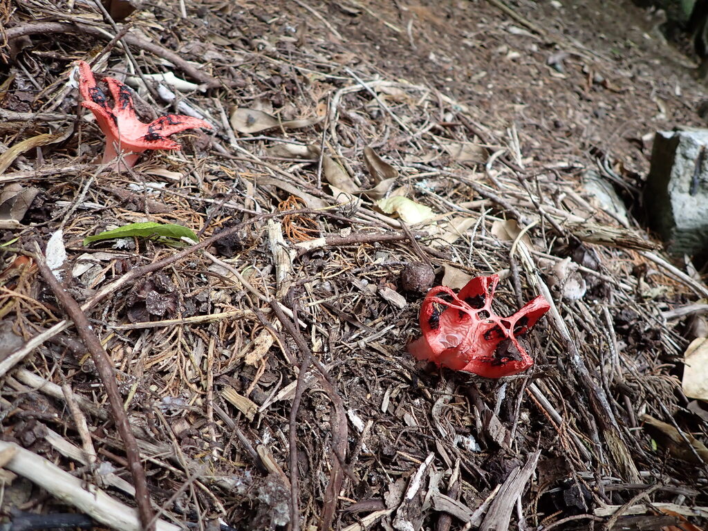 Clathrus archeri · December 2025 · photo: © bethmaree (iNaturalist, cc-by)