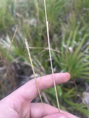 Pan American Balsomscale (Elionurus tripsacoides)