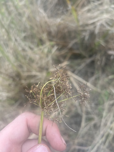 Haspan Flatsedge (Cyperus haspan)