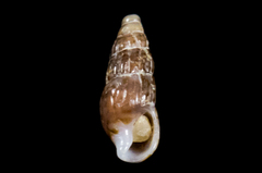 Cerithiopsidae